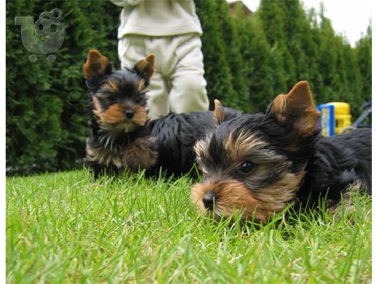 Δύο πανέμορφα  Yorkshire terrier  Aσπρος Τεριέ των Δ. Χάιλαντς...